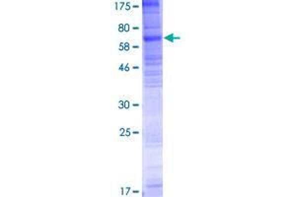 SLC35F1 Protein (AA 1-408) (GST tag)