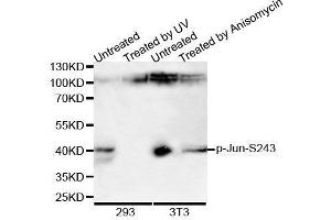 Western Blotting (WB) image for anti-Jun Proto-Oncogene (JUN) (pSer243) antibody (ABIN6225416) (C-JUN antibody  (pSer243))