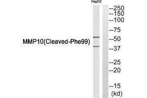 Western Blotting (WB) image for anti-Matrix Metallopeptidase 10 (Stromelysin 2) (MMP10) (Cleaved-Phe99) antibody (ABIN1853588) (MMP10 antibody  (Cleaved-Phe99))