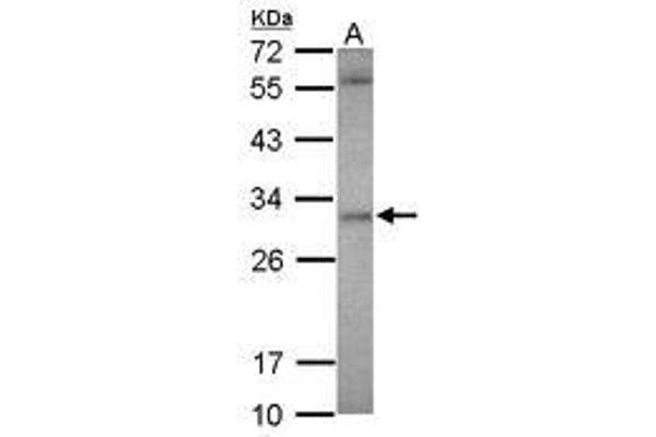 ASB12 Antikörper  (AA 38-303)