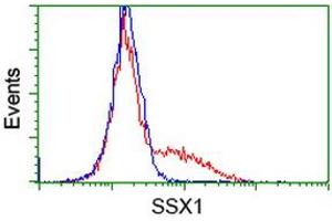 Image no. 2 for anti-Synovial Sarcoma, X Breakpoint 1 (SSX1) antibody (ABIN1501159) (SSX1 antibody)