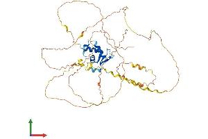 AlphaFold protein structure predicition of Mouse Recombinant Foxd2 Protein, UniprotID O35392