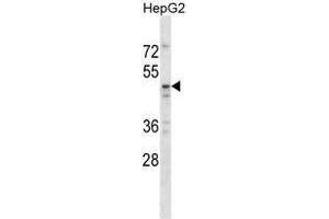 TAPBPL Antibody (N-term) western blot analysis in HepG2 cell line lysates (35ug/lane). (TAPBPL antibody  (N-Term))