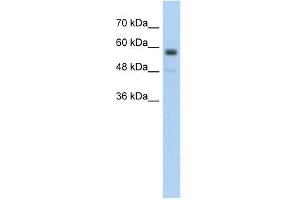 C9ORF127 antibody used at 5 ug/ml to detect target protein. (TMEM8B antibody  (Middle Region))
