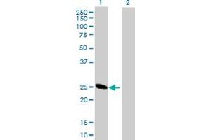 Western Blot analysis of BCAP29 expression in transfected 293T cell line by BCAP29 MaxPab polyclonal antibody.