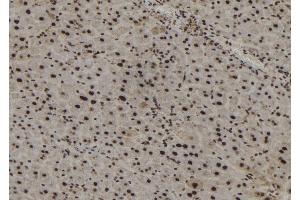 ABIN6267186 at 1/100 staining Mouse liver tissue by IHC-P. (SSH3 antibody  (pSer37))