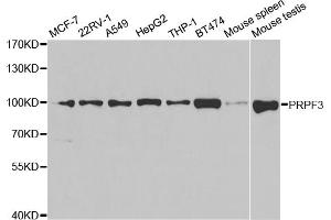 Western blot analysis of extracts of various cell lines, using PRPF3 antibody (ABIN5973192) at 1/1000 dilution. (PRPF3 antibody)