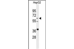 Western blot analysis of anti-DHCR24 Antibody in HepG2 cell line lysates (35ug/lane)