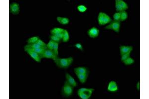 Immunofluorescence staining of HepG2 cells with ABIN7148955 at 1:200, counter-stained with DAPI. (Cyclin Y antibody  (AA 2-170))