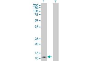 Dermokine antibody  (AA 1-137)