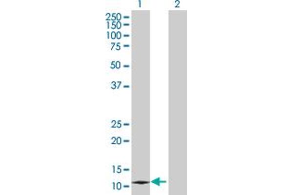 Dermokine antibody  (AA 1-137)