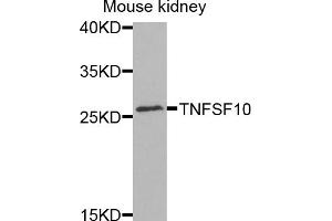 Western blot analysis of extracts of mouse kidney, using TNFSF10 antibody (ABIN5971165) at 1/1000 dilution. (TRAIL antibody)