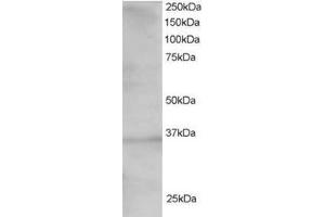 Image no. 1 for anti-Transcription Factor 19 (TCF19) (C-Term) antibody (ABIN374353)