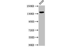 Western Blot Positive WB detected in: A549 whole cell lysate All lanes: PLIN4 antibody at 2. (PLIN4 antibody  (AA 308-418))