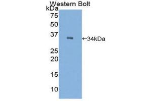 Western Blotting (WB) image for anti-C2 Calcium-Dependent Domain Containing 3 (C2CD3) (AA 2051-2323) antibody (ABIN1858187) (C2CD3 antibody  (AA 2051-2323))