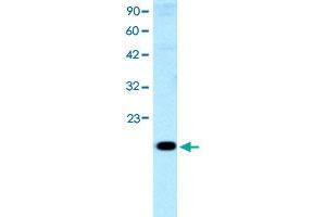 Western Blot analysis of HepG2 cell lysate with CITED1 polyclonal antibody  at 0. (CITED1 antibody  (Internal Region))