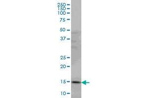 PDE6D antibody  (AA 1-150)