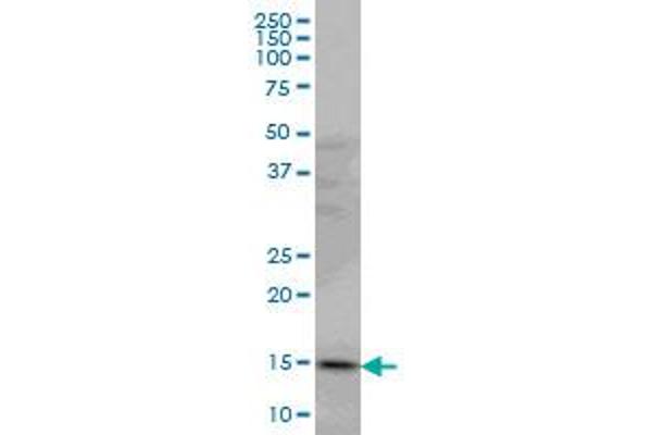 PDE6D antibody  (AA 1-150)