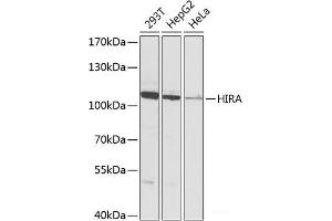 Western blot analysis of extracts of various cell lines using HIRA Polyclonal Antibody at dilution of 1:1000. (HIRA antibody)