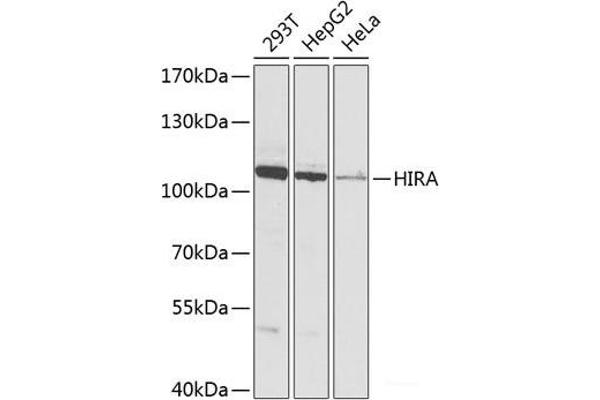 HIRA anticorps