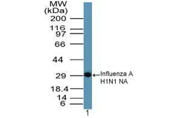 Influenza A Virus Neuraminidase antibody  (AA 320-334)