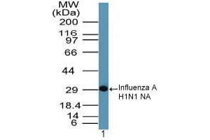 Image no. 1 for anti-Influenza A Virus Neuraminidase antibody (Influenza A Virus H1N1) (AA 320-334) (ABIN960230) (Influenza A Virus Neuraminidase antibody  (AA 320-334))