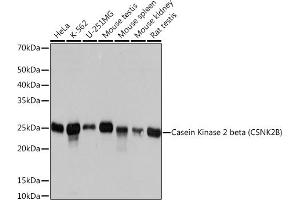 Western blot analysis of extracts of various cell lines, using Casein Kinase 2 beta (CSNK2B) (CSNK2B) Rabbit mAb (ABIN1680593, ABIN3019007, ABIN3019008 and ABIN7101698) at 1:1000 dilution. (CSNK2B antibody)