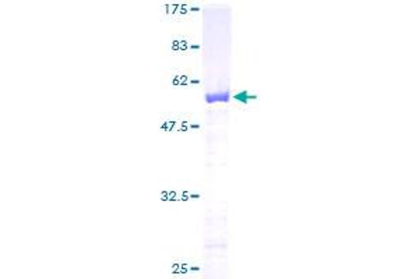 FKBP3 Protein (AA 1-224) (GST tag)