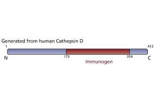 Image no. 2 for anti-Cathepsin D (CTSD) antibody (ABIN968184) (Cathepsin D antibody)
