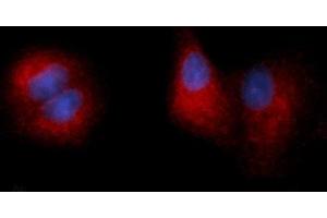 Immunofluorescence (IF) image for anti-Carboxypeptidase E (CPE) (AA 43-476) antibody (PE) (ABIN5565197) (CPE antibody  (AA 43-476) (PE))