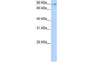 NUFIP2 antibody used at 0. (NUFIP2 antibody  (N-Term))