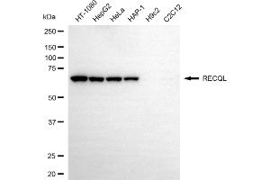 Western blotting analysis using RECQL antibody (ABIN7800161).