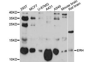 Western blot analysis of extracts of various cell lines, using ERH antibody (ABIN5997694) at 1:3000 dilution. (ERH antibody)