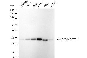 Western blotting analysis using GST3 / GSTP1 antibody (ABIN7798758). (Recombinant GSTP1 antibody)