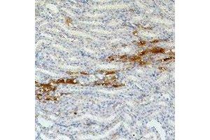 Immunohistochemical analysis of Fibronectin staining in mouse kidney formalin fixed paraffin embedded tissue section.