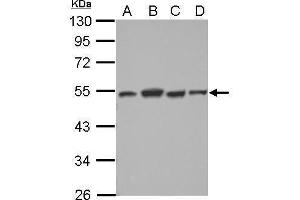 WB Image Sample (30 ug of whole cell lysate) A: NT2D1 B: PC-3 C: U87-MG D: SK-N-SH 10% SDS PAGE antibody diluted at 1:2000 (DTNBP1 antibody)
