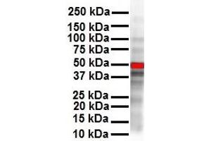 WB Suggested Anti-CCND1 antibody Titration: 1 ug/mL Sample Type: Human SH-SY5Y (Cyclin D1 antibody  (N-Term))