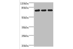 Western blot All lanes: CXXC-type zinc finger protein 1 antibody at 2 μg/mL Lane 1: THP-1 whole cell lysate Lane 2: Mouse liver tissue Lane 2: Mouse spleen tissue Secondary Goat polyclonal to rabbit IgG at 1/10000 dilution Predicted band size: 76, 77 kDa Observed band size: 76 kDa (CXXC1 antibody  (AA 1-210))
