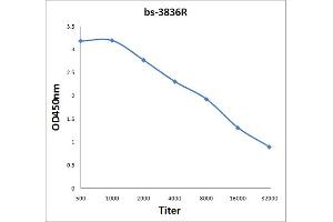 PABP antibody  (meArg455, meArg460)