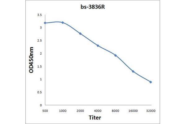 PABP antibody  (meArg455, meArg460)