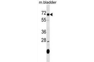 Western Blotting (WB) image for anti-Oxidative Stress Induced Growth Inhibitor 1 (OSGIN1) antibody (ABIN2999904) (OSGIN1 antibody)