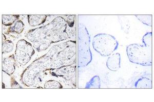 Immunohistochemistry (IHC) image for anti-Fibulin 4 (FBLN4) (Internal Region) antibody (ABIN1851283) (FBLN4 antibody  (Internal Region))