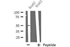 Western blot analysis of extracts from HepG2 cells using NBPF7 antibody. (NBPF7 antibody  (C-Term))