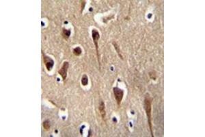 Immunohistochemistry analysis in formalin fixed and paraffin embedded human brain tissue reacted with FBXO39 Antibody (C-term) followed by peroxidase conjugation of the secondary antibody and DAB staining.
