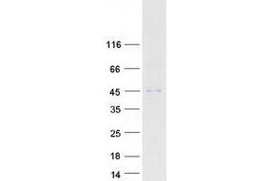 Validation with Western Blot