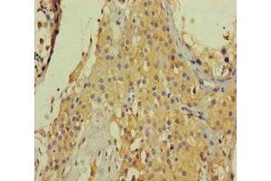 Immunohistochemistry of paraffin-embedded human testis tissue using ABIN7148261 at dilution of 1:100