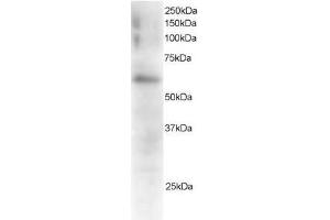 Image no. 1 for anti-Gardner-Rasheed Feline Sarcoma Viral (V-Fgr) Oncogene Homolog (FGR) (C-Term) antibody (ABIN374126) (Fgr antibody  (C-Term))