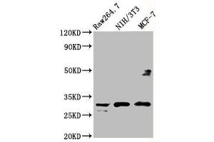 Western Blot Positive WB detected in: RAW264. (RPL7A antibody  (AA 2-138))