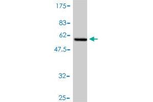 Western Blot detection against Immunogen (55. (NNMT antibody  (AA 1-264))