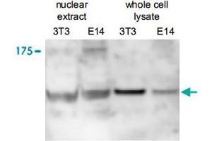 Western blot was performed on nuclear extracts and whole cell lysates from mousefibroblasts (NIH/3T3) and embryonic stem cells (E14Tg2a) with Ctr9 polyclonal antibody , diluted 1 : 500 in BSA/PBS-Tween. (CTR9 antibody)